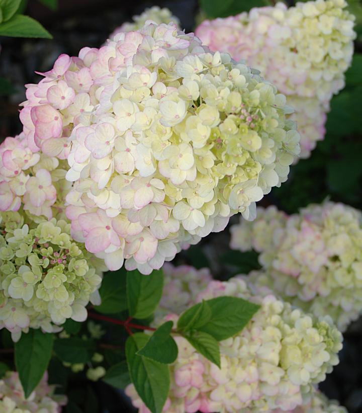 Hydrangea paniculata Strawberry Sundae®
