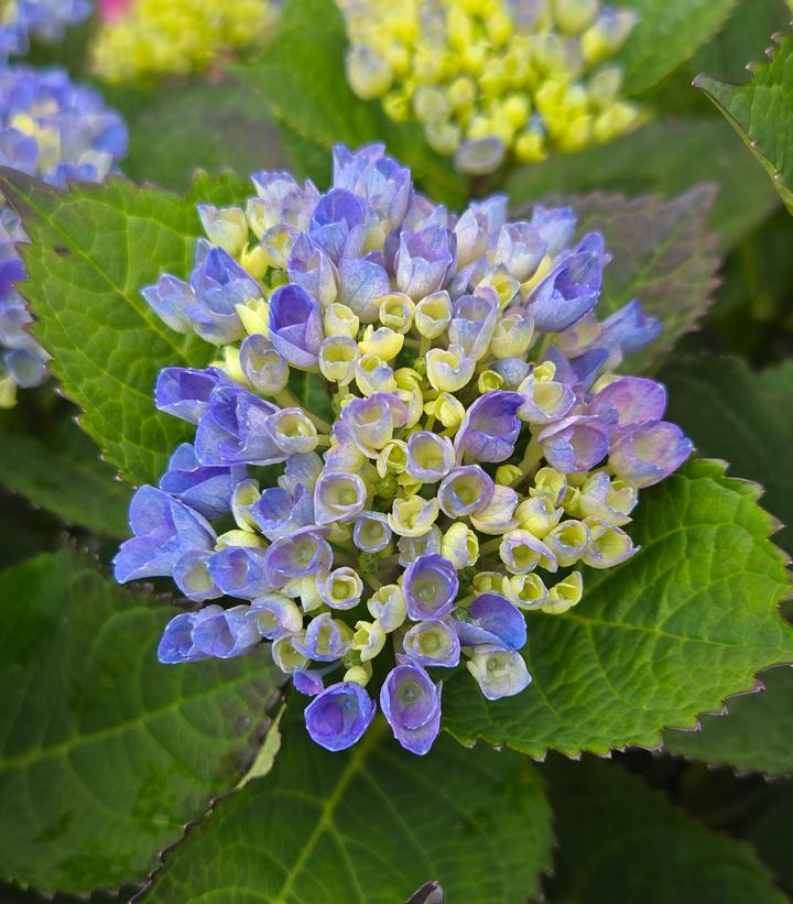 Hydrangea macrophylla Magical® Revolution