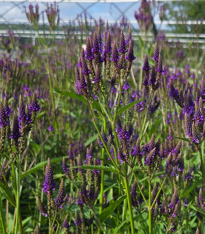 Verbena hastata 