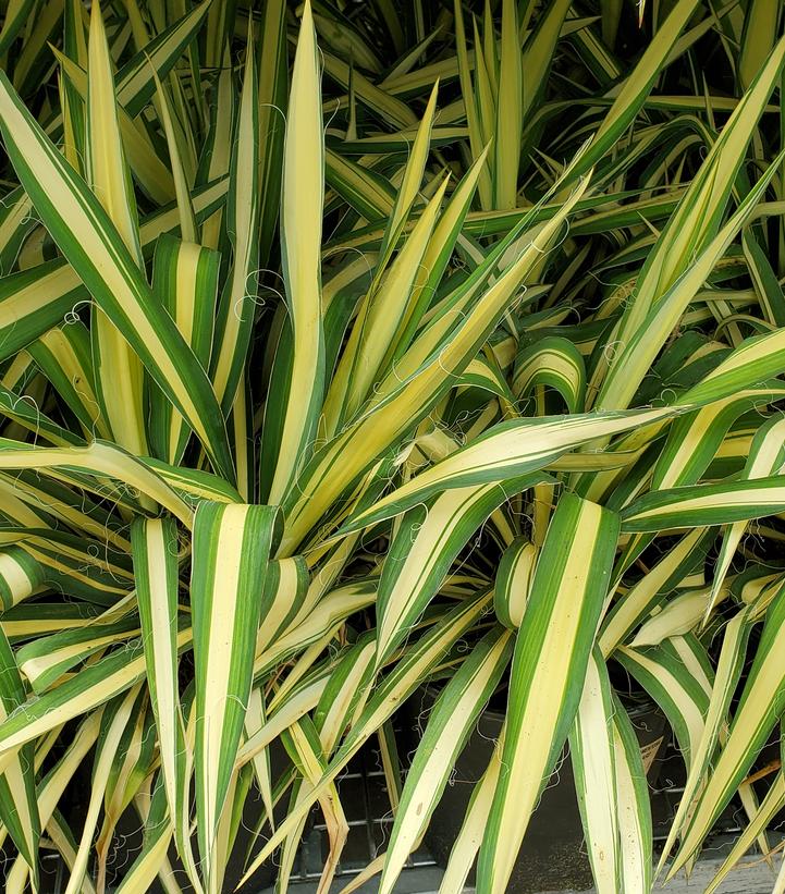 Yucca filamentosa 'Color Guard'