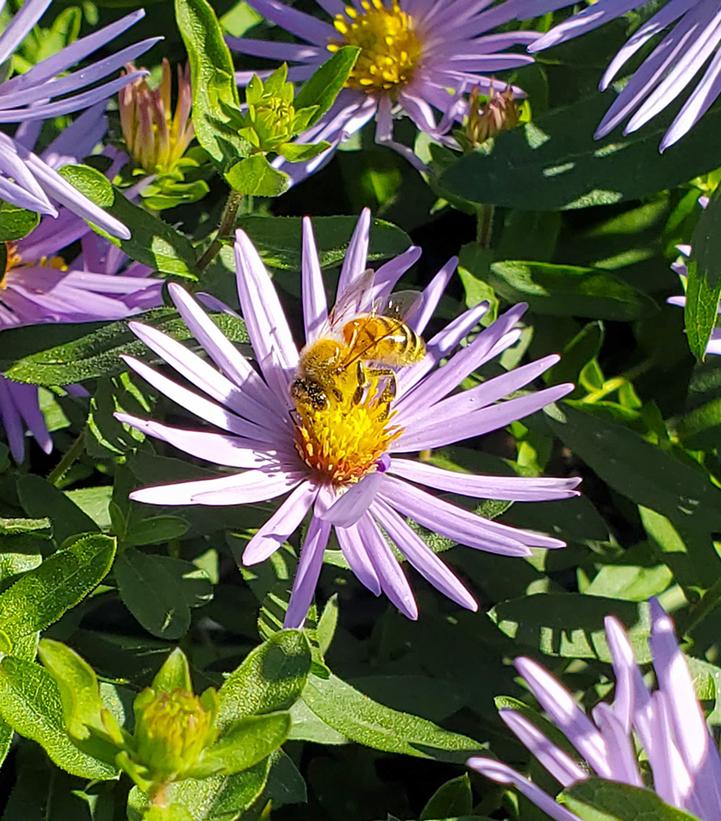 Aster oblongifolium 'Raydon's Favorite'