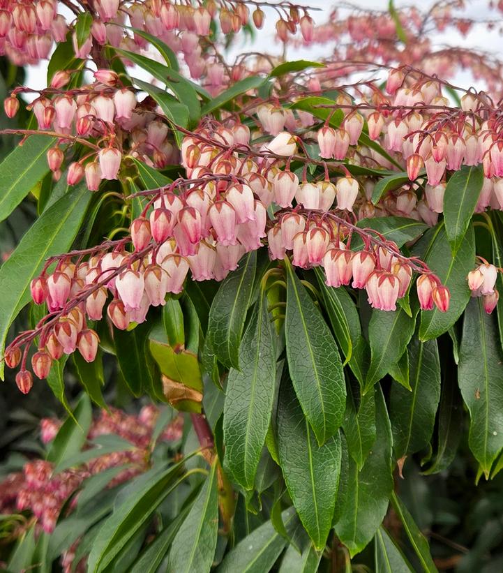Pieris jap. 'Katsura'