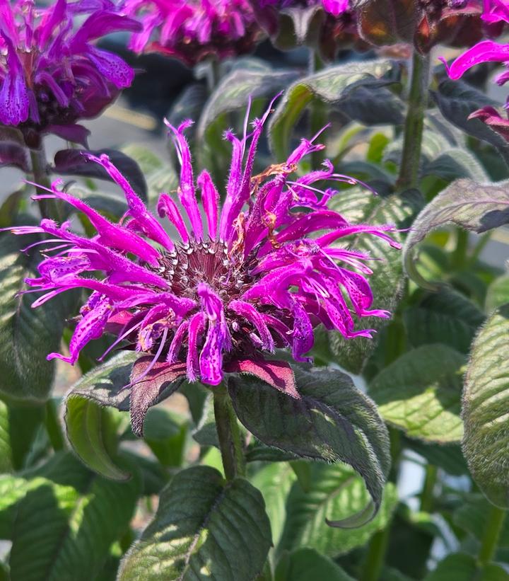 Monarda hybrid Leading Lady Plum