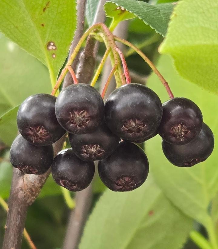 Aronia melanocarpa Iroquois Beauty™