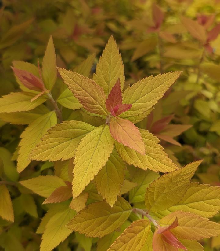 Spiraea japonica Double Play® Candy Corn®