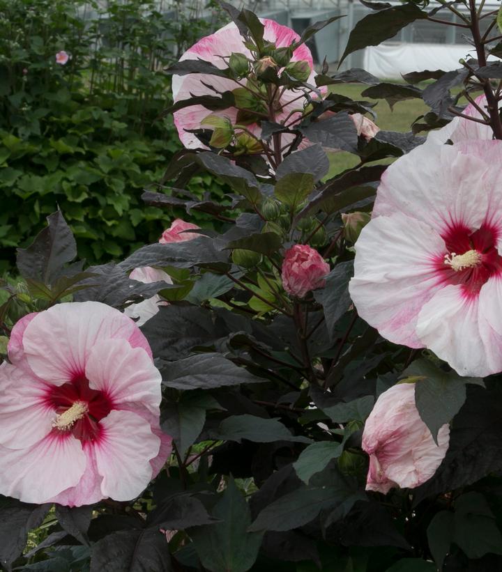 Hibiscus x Summerific® Perfect Storm
