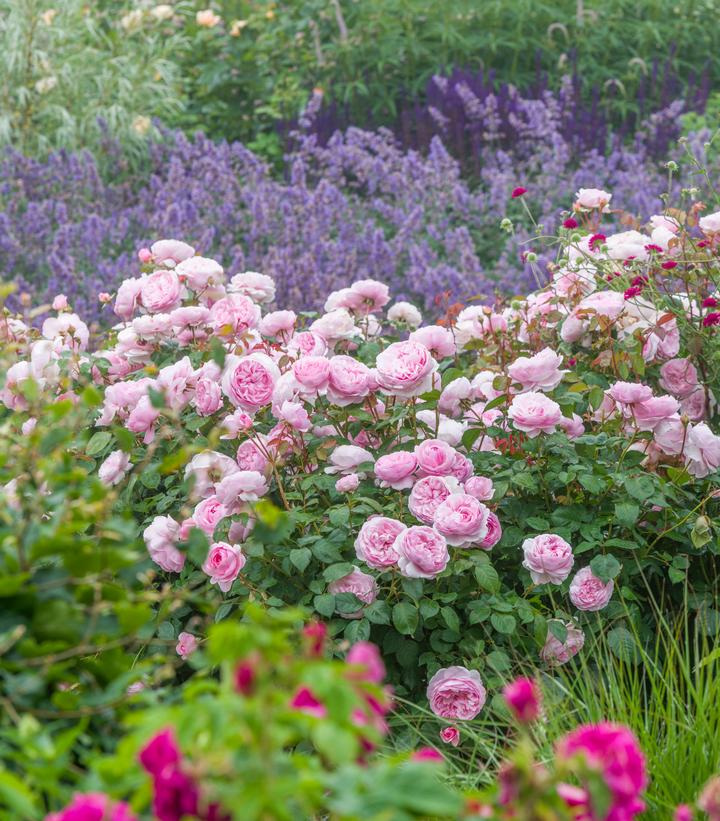 Rosa Olivia Rose Austin