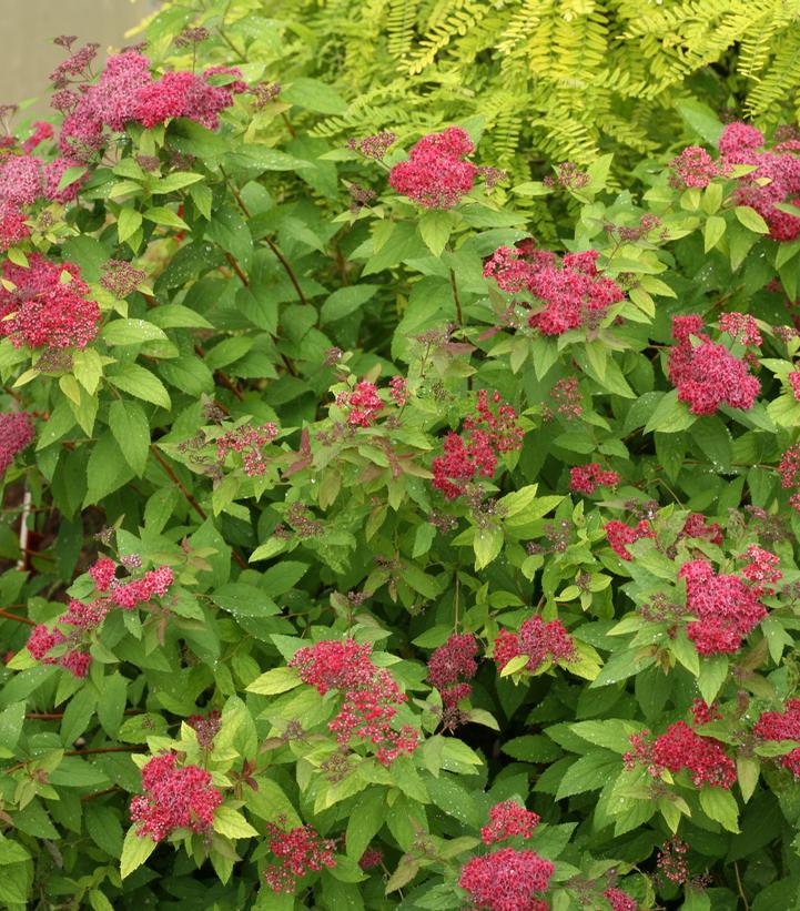 Spiraea japonica Double Play® Double Play® Red