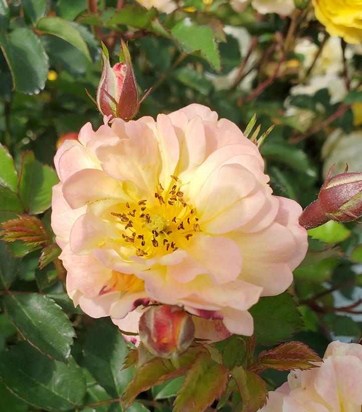 Rosa Color Cocktail™