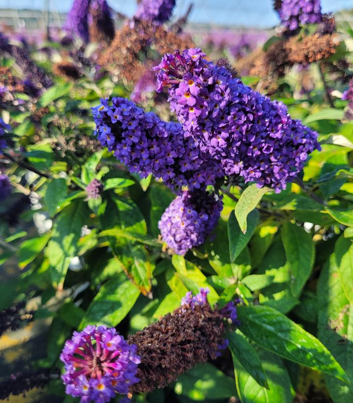 Buddleia x Pugster Blue®