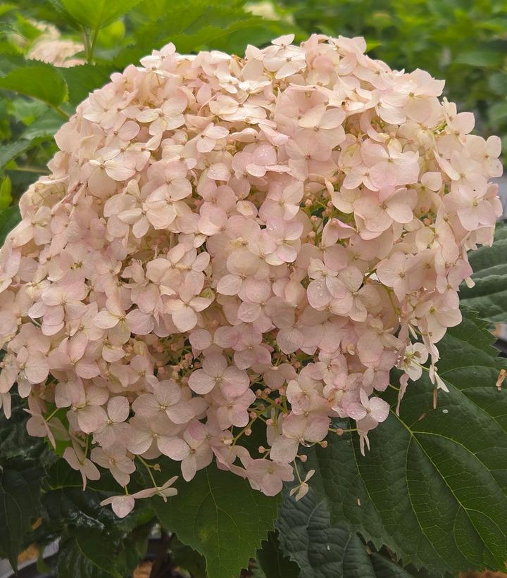 Hydrangea arborescens Invincibelle® Invincibelle Wee White®