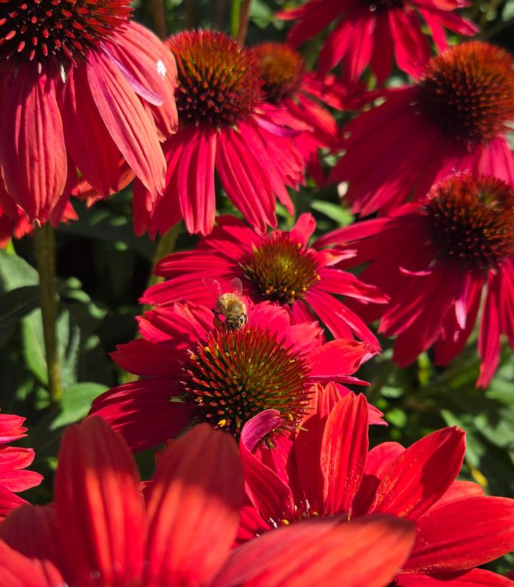 Echinacea x SUMMERSONG™ Firefinch™