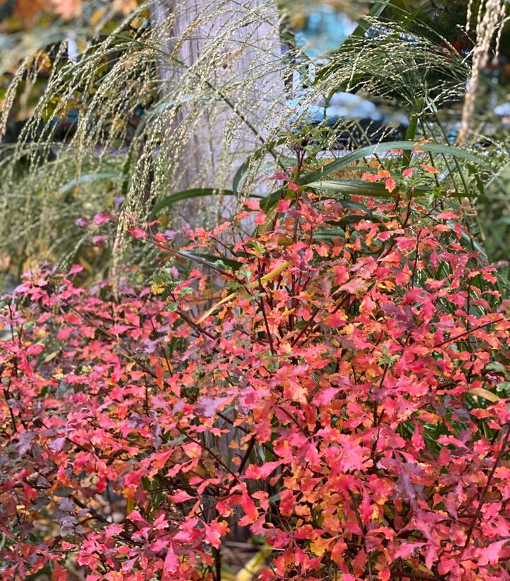 Rhus aromatica Lacette™