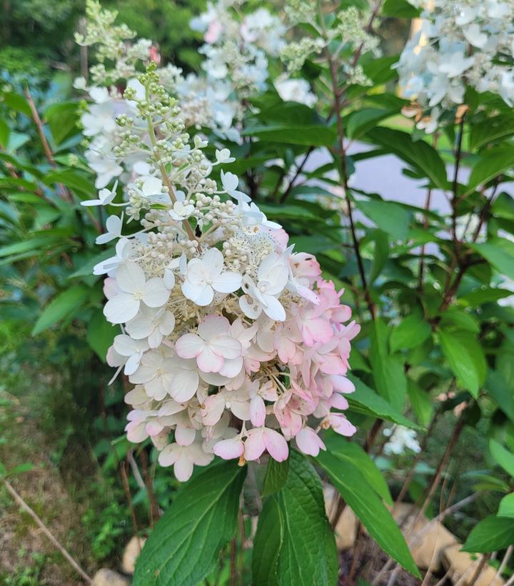 Hydrangea paniculata Candelabra™