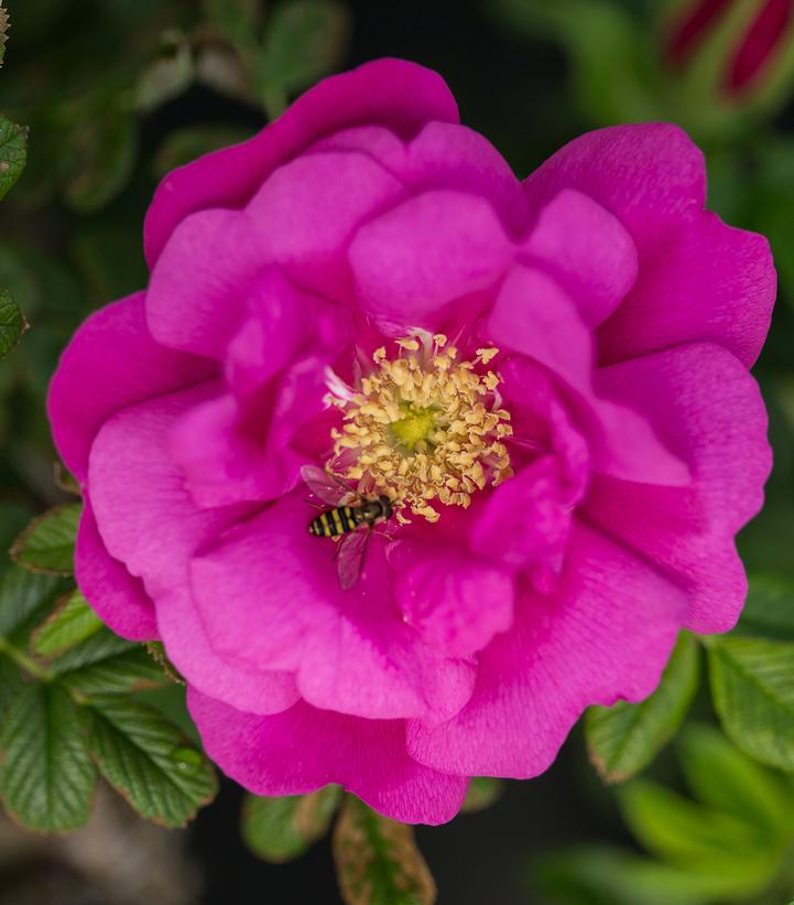 Rosa rugosa Lotty's Love™