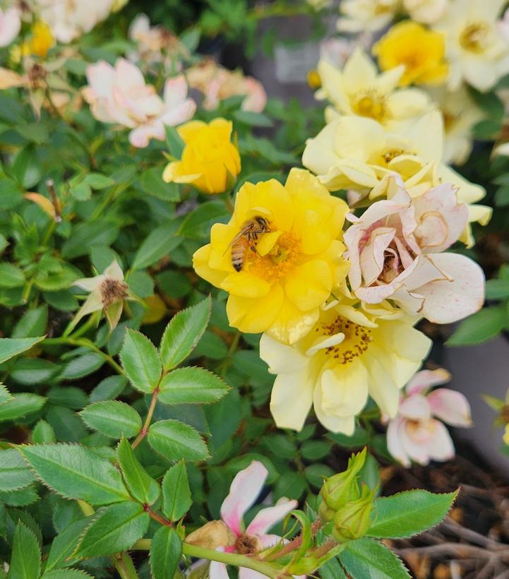 Rosa Lemon Drift®