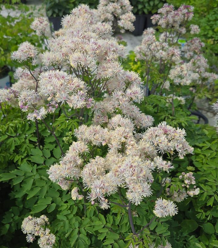 Thalictrum Nimbus™ White