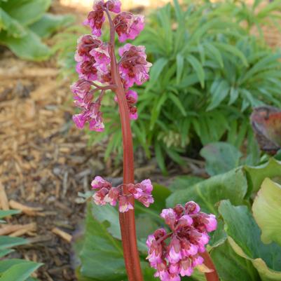 Bergenia Cordifolia Winter Glow Winter Glow Heartleaf Bergenia From Prides Corner Farms