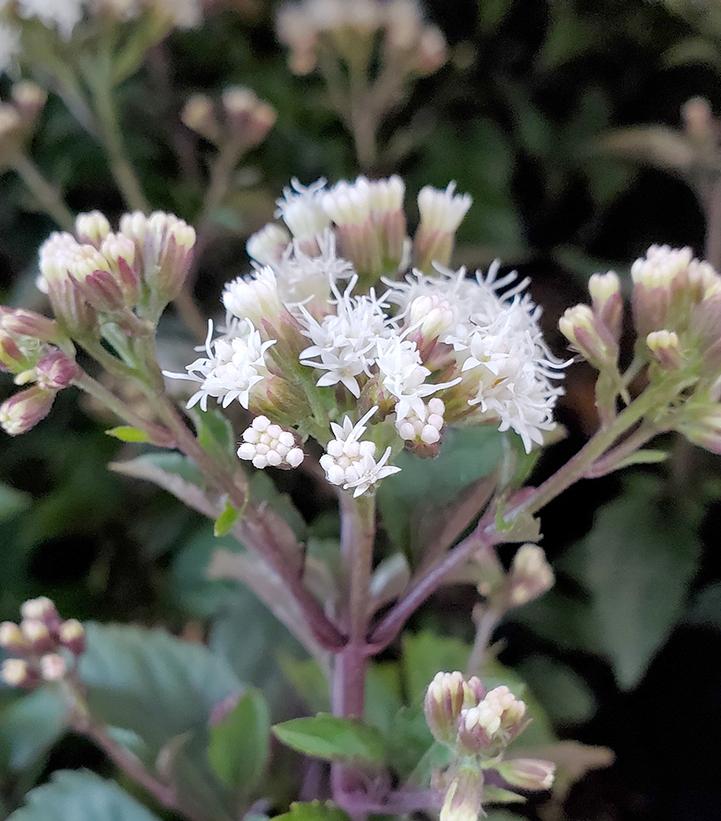Eupatorium rugosum Chocolate
