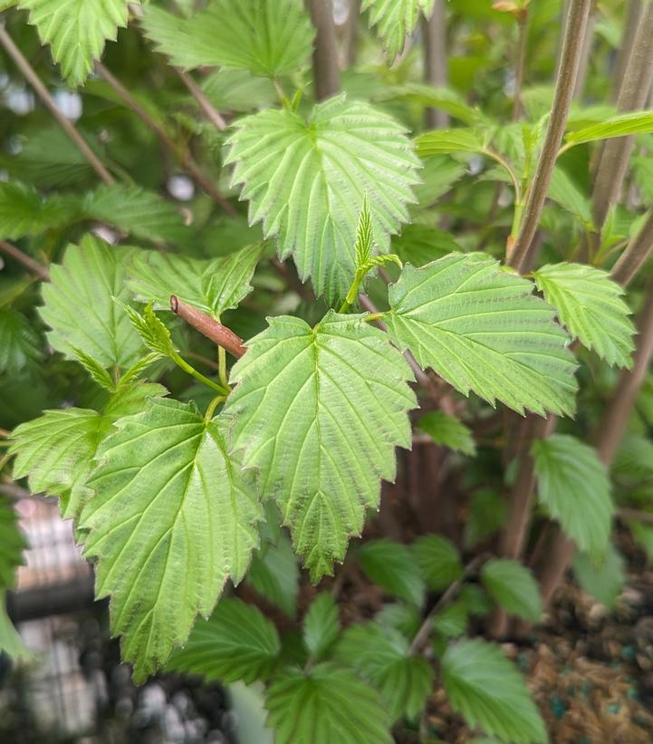 Viburnum dentatum NativeStar® 'Plum Pudding'