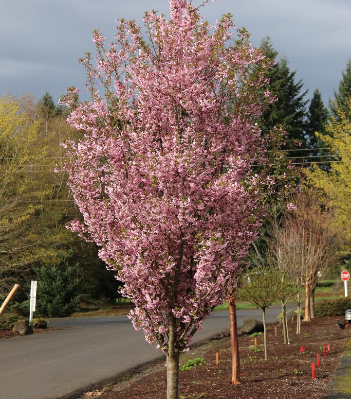 Prunus First Blush®