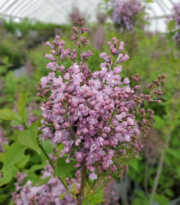 Syringa x hyacinthiflora Scentara® Double Blue