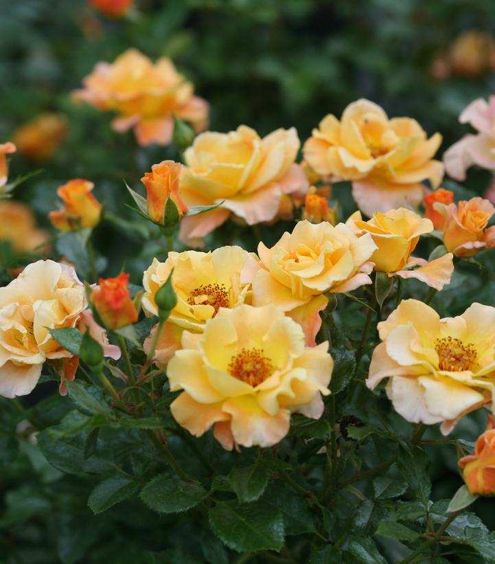 Rosa x Suñorita®