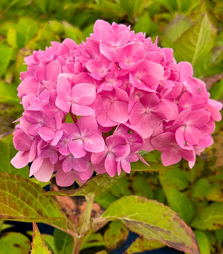Hydrangea macrophylla Endless Summer® Collection Endless Summer® The Original