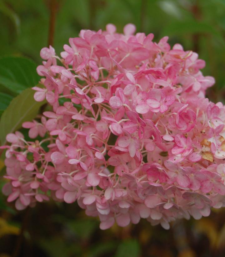 Hydrangea paniculata Vanilla Strawberry™