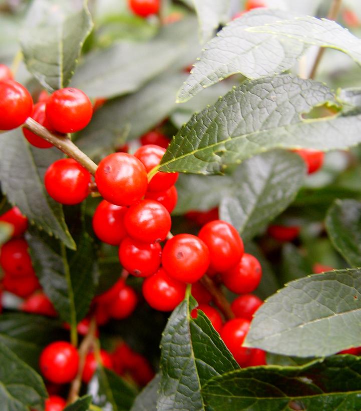 Ilex verticillata Berry Heavy®