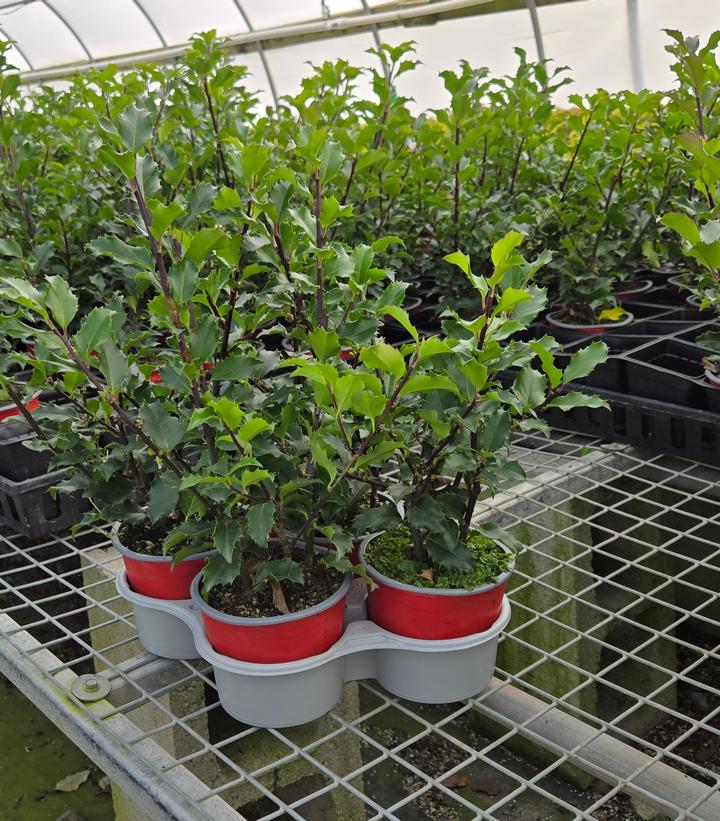 Ilex x meserveae 'Blue Princess'