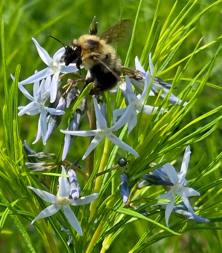 Amsonia hubrectii 