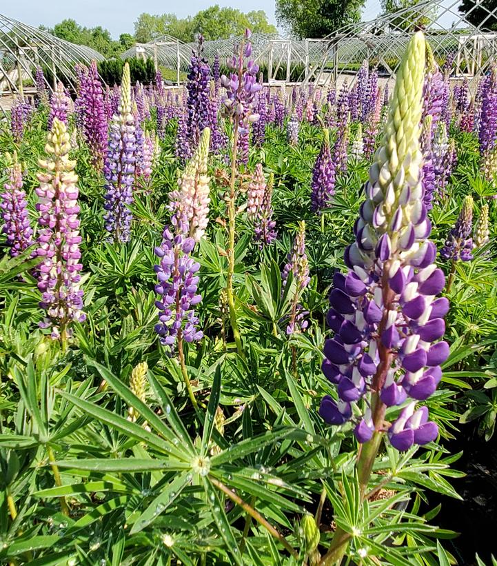 Lupinus Russell Hybrids Mix