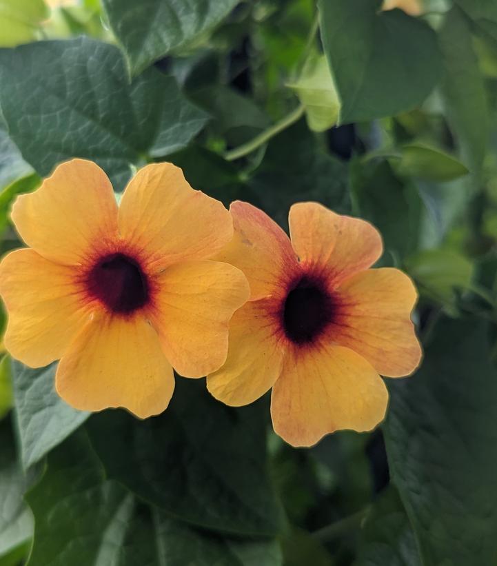 Thunbergia alata Assorted