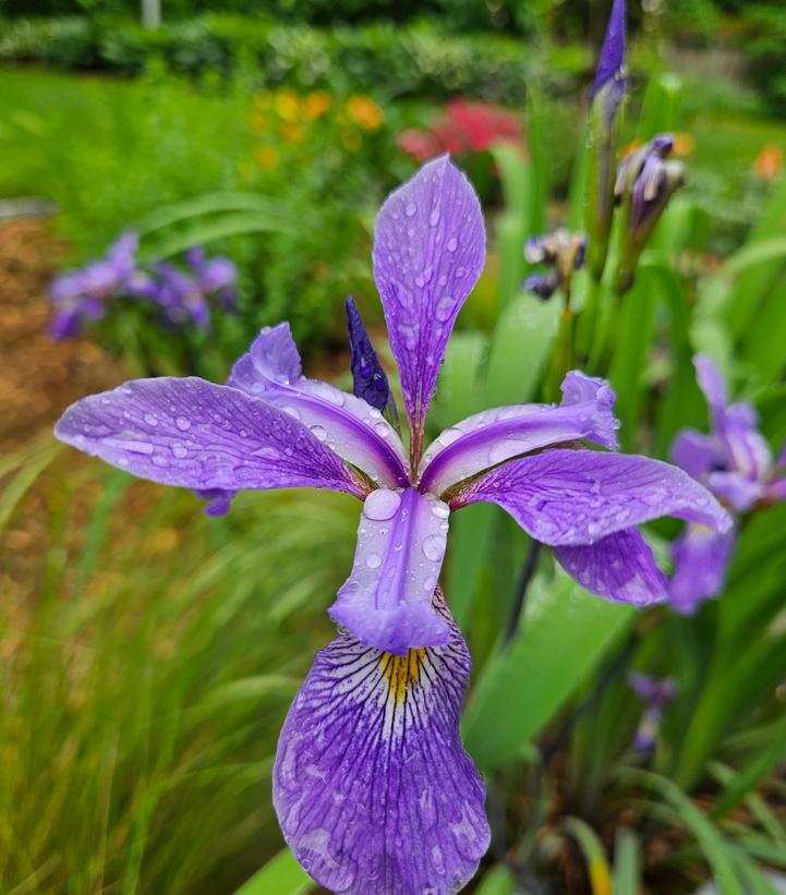 Iris versicolor 'Purple Flame'