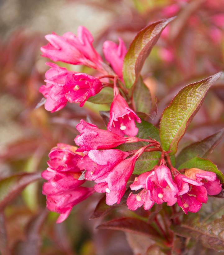Weigela x Strobe