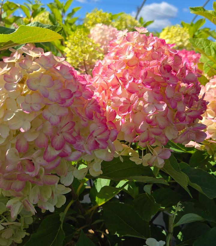 Hydrangea paniculata Fire Light Tidbit®
