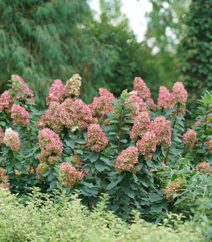 Hydrangea paniculata Limelight Prime®