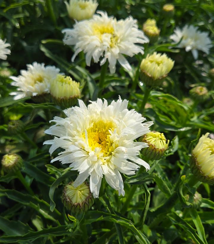 Leucanthemum superbum Amazing Daisies® 'Marshmallow'