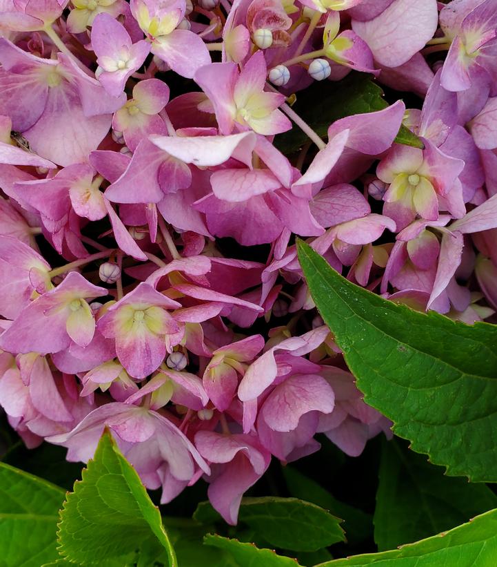 Hydrangea macrophylla Let's Dance ¡Arriba!®