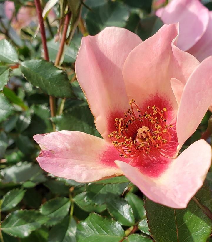 Rosa x Ringo All-Star™