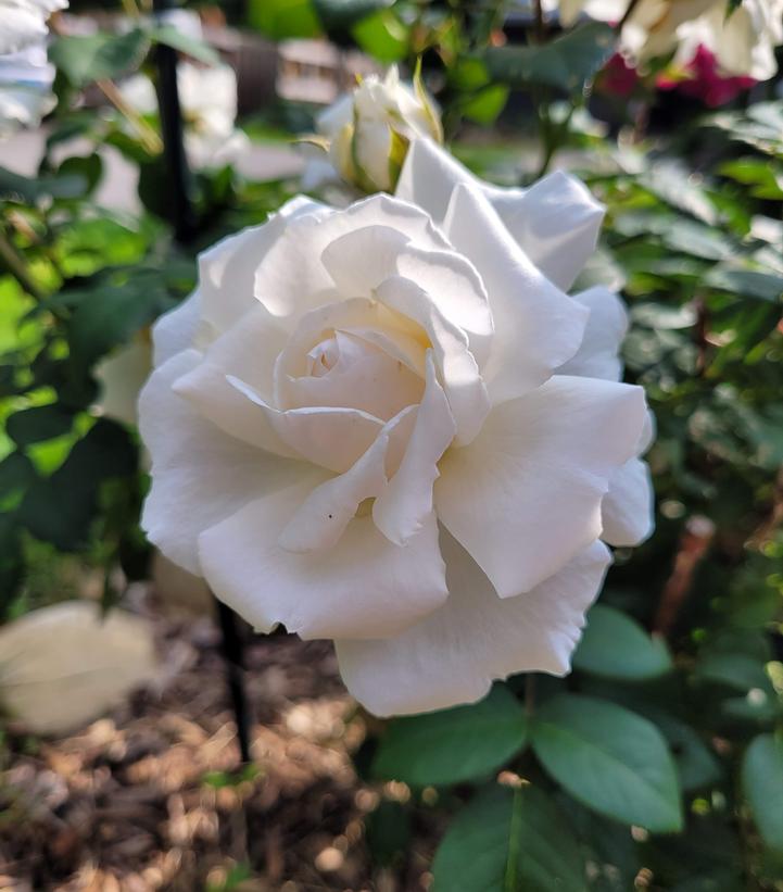 Rosa Cloud 10™