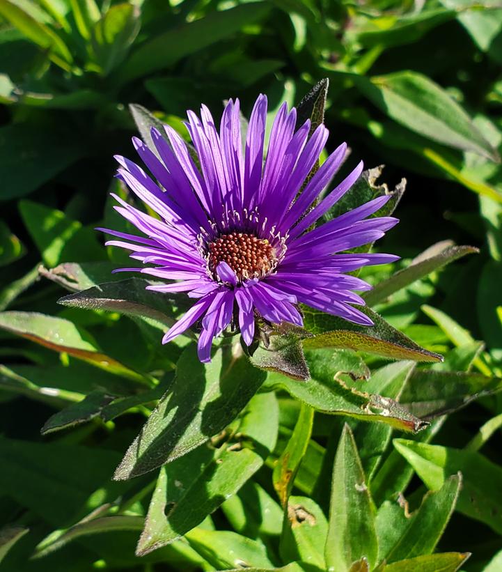 Aster novae-angliae 'Grape Crush'