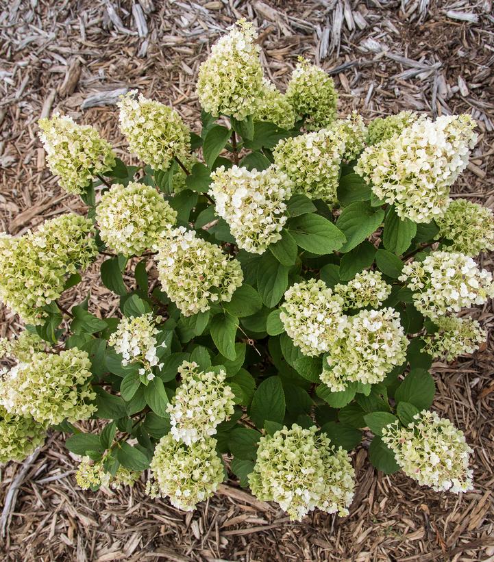 Hydrangea paniculata Little Hottie® Panicle Hydrangea