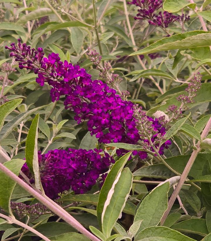 Buddleia davidii Groovy Grape™