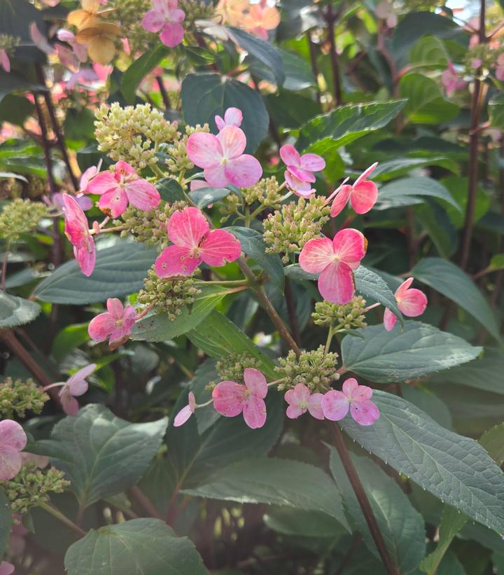 Hydrangea paniculata Torch™