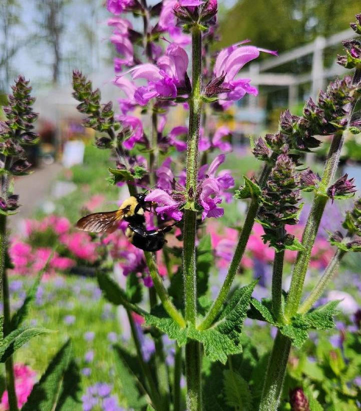 Salvia nemorosa Marvel Series 'Rose Marvel'