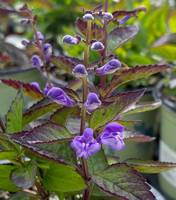 Scutellaria 'Appalachian Blues'