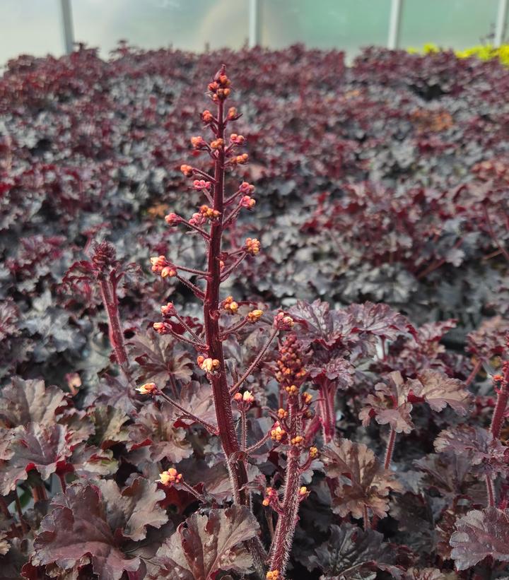 Heuchera hybrid Dressed Up™ 'Evening Gown'