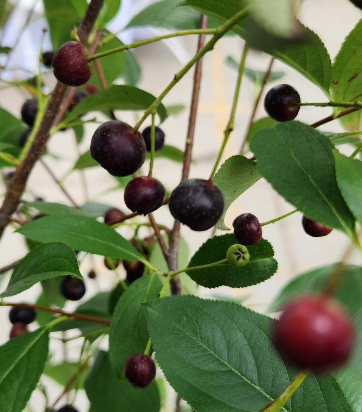 Aronia melanocarpa Low Scape Snowfire®
